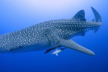 whale shark and baby whale sharks